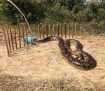 python Un piège à python
