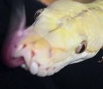 python Pet de python