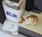 vid�o lapin rapide croquette gamelle manger