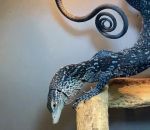 vid�o varan bleu cage queue spirale